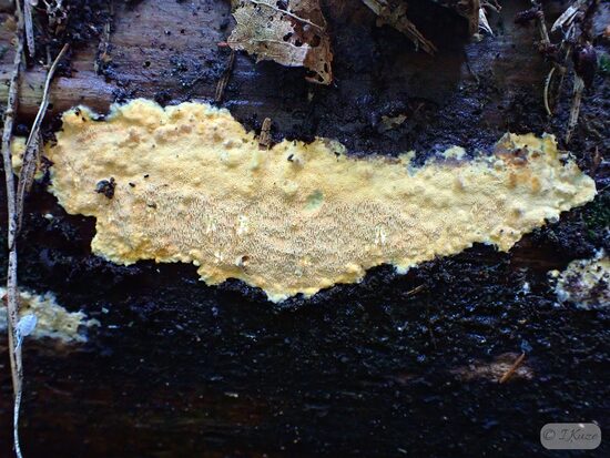 Erastia aurantiaca